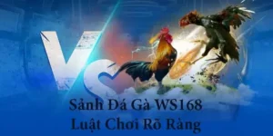 Toàn Tập Cách Chơi Đá Gà WS168 Tại 69VN Cho Người Mới 1 Toàn Tập Cách Chơi Đá Gà WS168 Tại 69VN Cho Người Mới