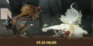 Làm Chủ Cách Chơi Đá Gà GA28 Tại 69VN Cực Dễ Dàng 2 Làm Chủ Cách Chơi Đá Gà GA28 Tại 69VN Cực Dễ Dàng